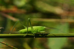 Juillet04-0022.jpg