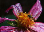Juillet05-0044.jpg