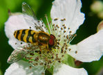 Juin04-0017.jpg