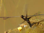 Juin06-0035.jpg