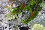 Lande-18.jpg