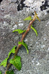Lande-19.jpg