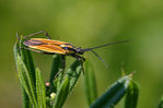 Leptopterna-0121.jpg