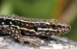 Lezard_03.jpg