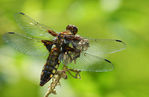 Libellule-0027.jpg