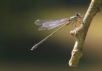 Libellule-37.jpg