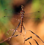 Libellule_29.jpg