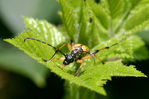 Longicorne-0084.jpg