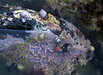 Marine_06.jpg