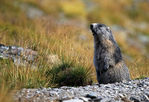 Marmotte-00.jpg