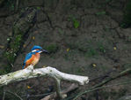 Filename=Martin_01.jpg
Filesize=95KB
Dimensions=700x532
Date added=Aug 24, 2008 Martin_01.jpg