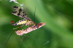 Mouche-scorpion-0095.jpg