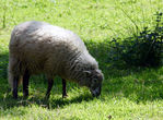 Mouton-08.jpg