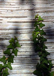 Novembre01-0017.jpg