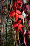 Octobre010089.jpg