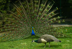 Filename=Paon_009.jpg
Filesize=347KB
Dimensions=600x407
Date added=Apr 14, 2007 Paon_009.jpg