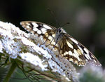 Filename=Papillon-23.jpg
Filesize=100KB
Dimensions=600x468
Date added=Apr 15, 2007 Papillon-23.jpg