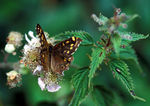 Filename=Papillons-05.jpg
Filesize=96KB
Dimensions=600x424
Date added=Apr 15, 2007 Papillons-05.jpg