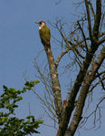 Filename=Picus_02.jpg
Filesize=103KB
Dimensions=466x600
Date added=Aug 23, 2008 Picus_02.jpg
