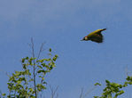 Filename=Picus_03.jpg
Filesize=73KB
Dimensions=700x516
Date added=Aug 23, 2008 Picus_03.jpg
