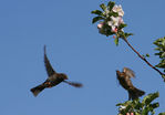 Filename=Pinsonnes.jpg
Filesize=55KB
Dimensions=700x487
Date added=Aug 24, 2008 Pinsonnes.jpg