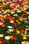 Plantes02-0036.jpg