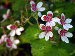 Filename=Plantes03-0017.jpg
Filesize=93KB
Dimensions=700x522
Date added=Mar 10, 2008 Plantes03-0017.jpg