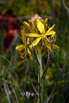 Filename=Plantes03-0045.jpg
Filesize=79KB
Dimensions=400x600
Date added=Mar 10, 2008 Plantes03-0045.jpg