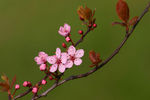 Filename=Spring-0039.jpg
Filesize=52KB
Dimensions=700x467
Date added=Mar 10, 2008 Spring-0039.jpg