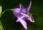 Syrphe-0049.jpg