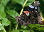 Filename=Vulcain.jpg
Filesize=109KB
Dimensions=700x506
Date added=Mar 07, 2008 Vulcain.jpg