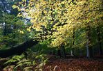 automn0026.jpg