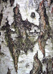 autumn-0004.jpg